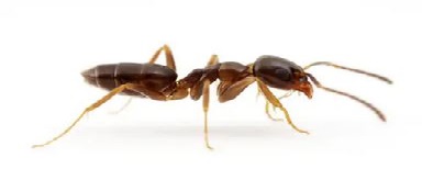 Ant