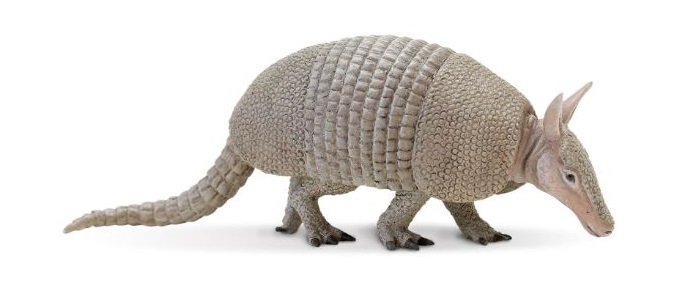 Armadillo