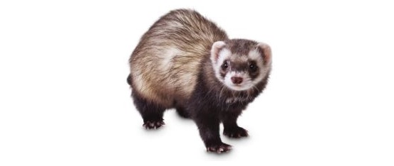 Ferret