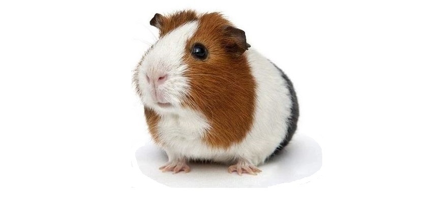 Guinea Pig