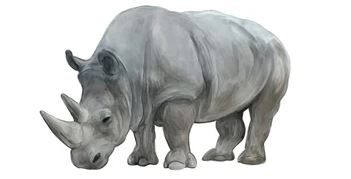 Rhinoceros