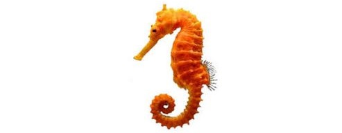 Seahorse